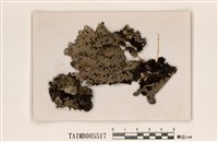 藏品(網梅衣)的圖片